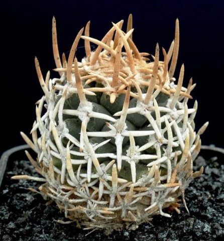 Pediocactus_peeblesianus_v_maianus